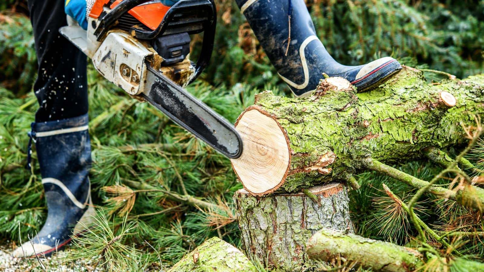 9 Safety Tips to Remember for Proper Tree Removal
