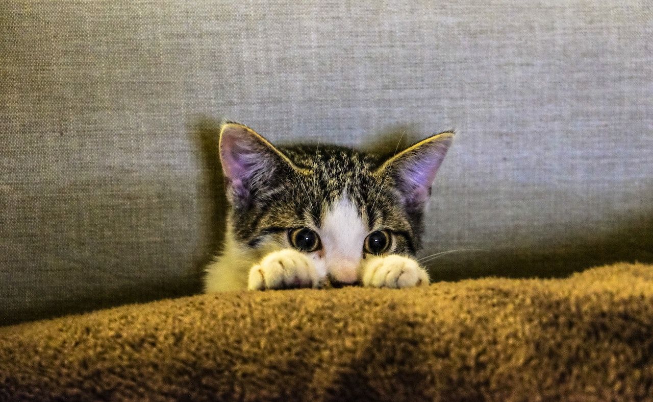 7 Ways to Eliminate Cat Smells From Your Home