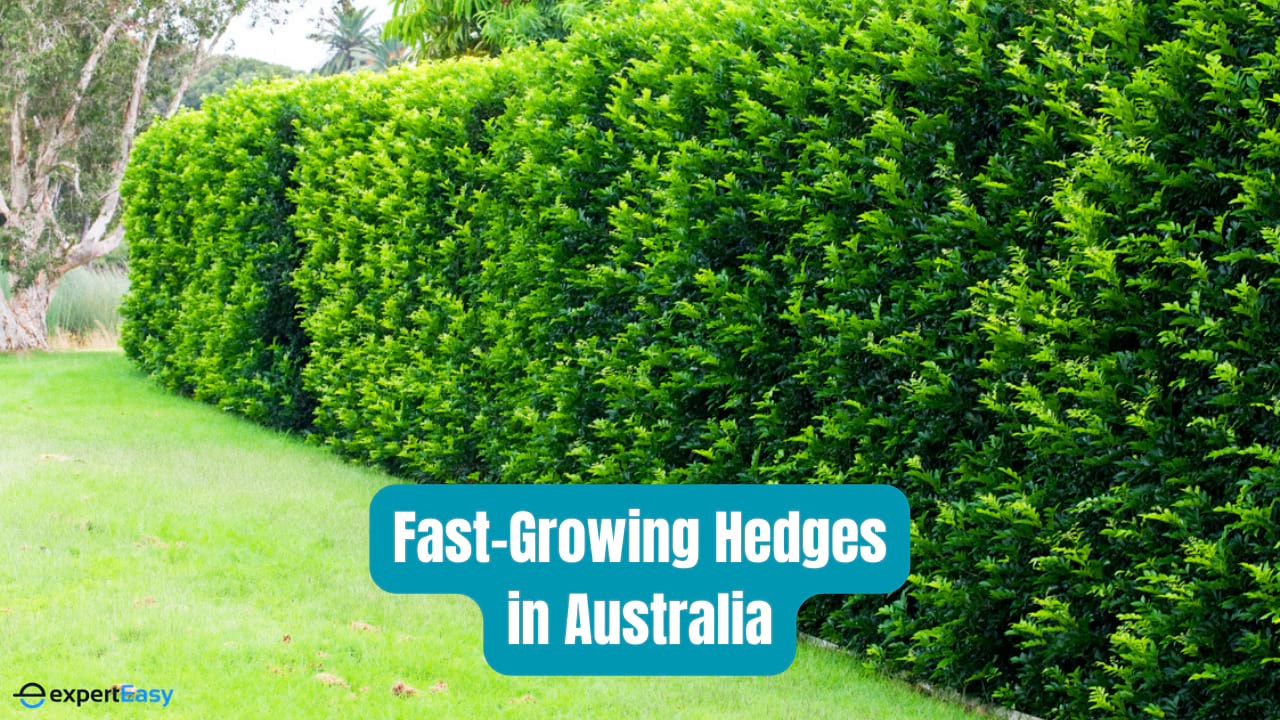 Top 8 Fast-Growing Hedges in Australia