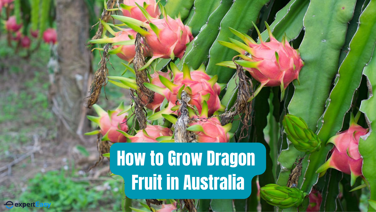 How to Grow Dragon Fruit in Australia: A Complete Guide