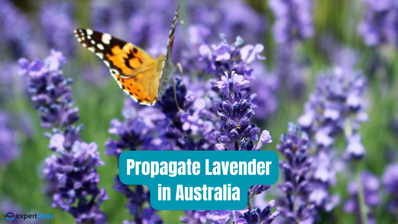 How to Propagate Lavender in Australia