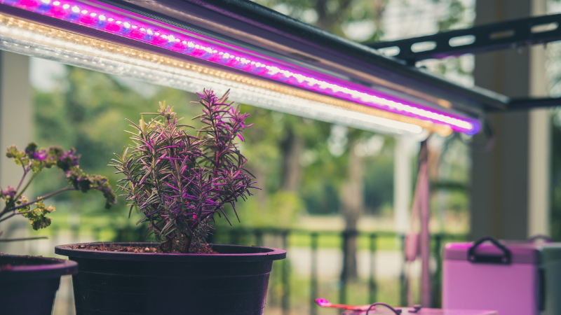 Best LED Grow Lights Available In Australia